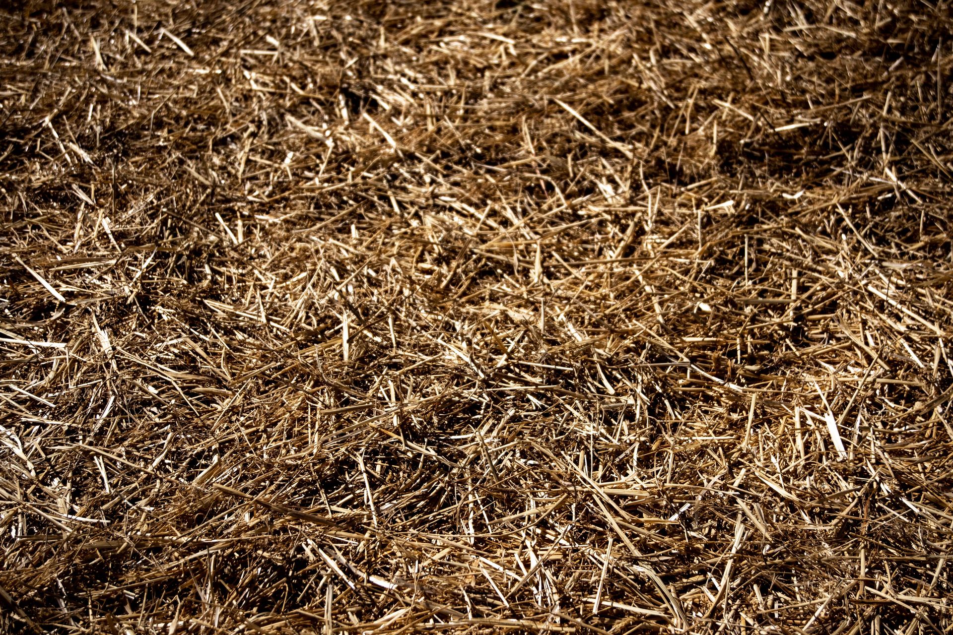 Detailed close-up view of dry straw texture under natural daylight. Perfect for backgrounds.